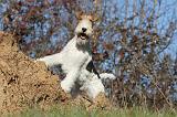 FOX TERRIER 410